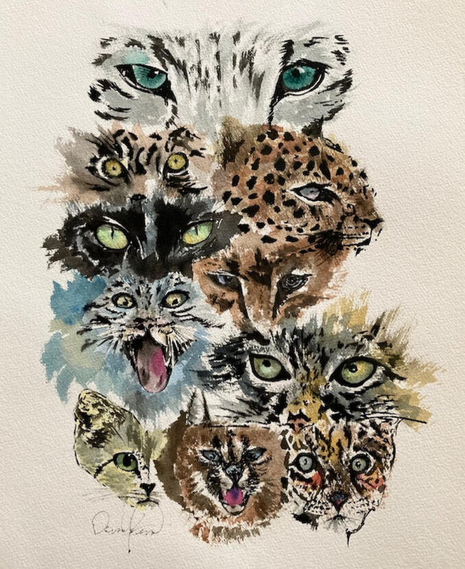 various exotic cat faces